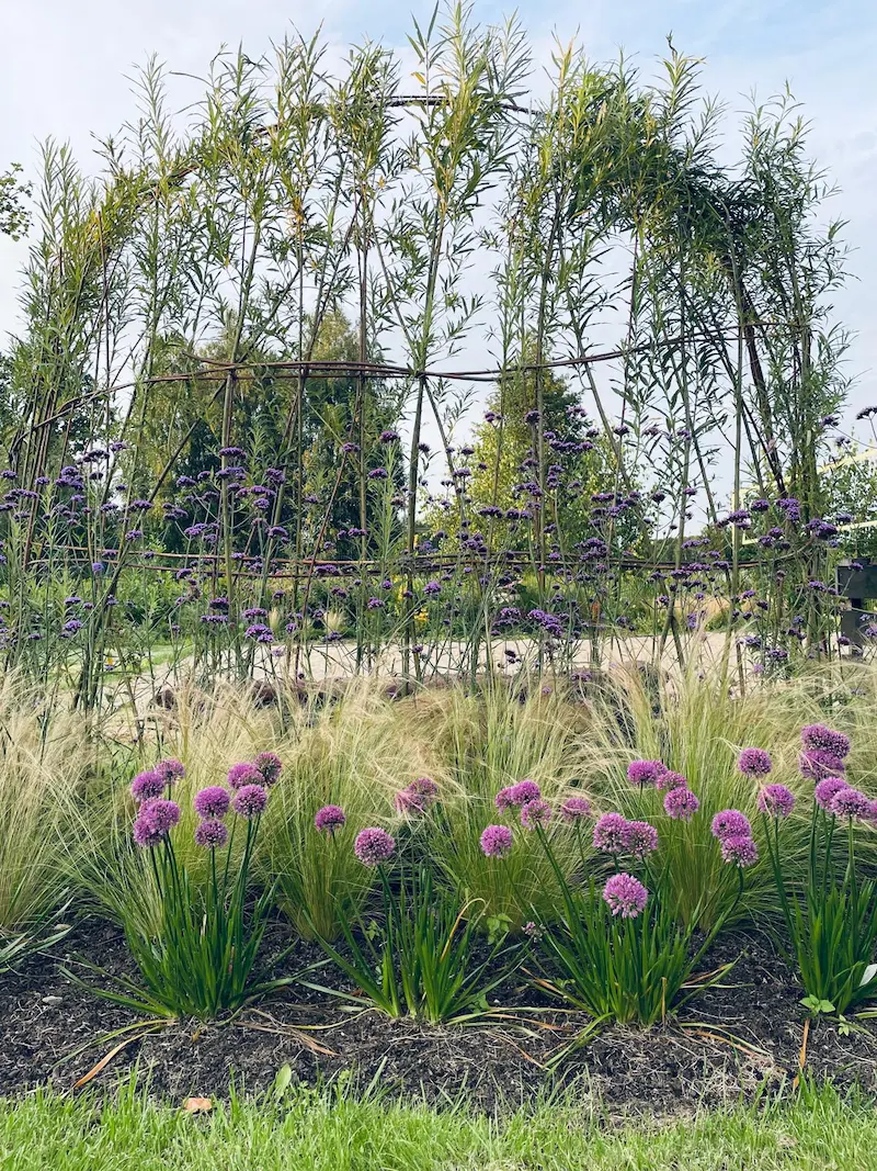 Altana wierzbowa - gmina Łąck